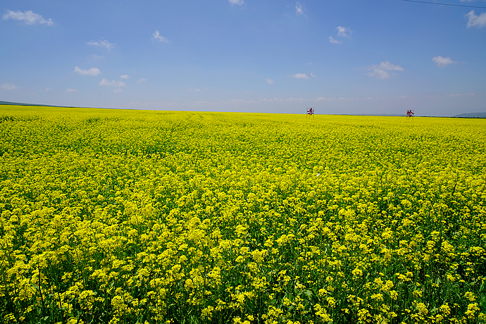 在<a href='http://travel.sina.com.cn/qinghai-lvyou/?from=b-keyword' target='_blank'>青海</a>,浊浪滔天的黄河也可以如此清澈美丽
